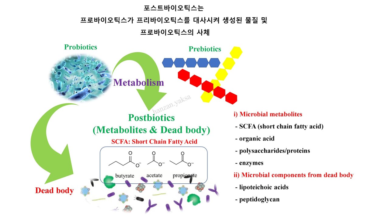 프로바이오틱스 대사물과 사균체로 이루어진 포스트바이오틱스 설명 그림