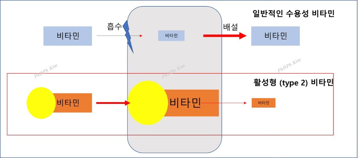 그림4. 활성형 (type2) 비타민 전략
