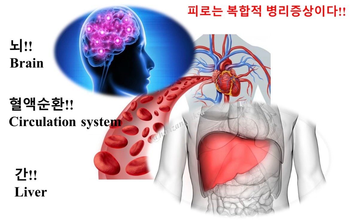 피로와 관련된 기관인 뇌, 혈액순환, 간을 나타낸 일러스트