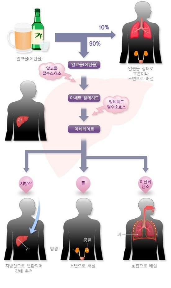 섭취한 알코올이 흡수되어 간으로 이동하고 각 장기에 영향을 주는 과정을 나타낸 그림