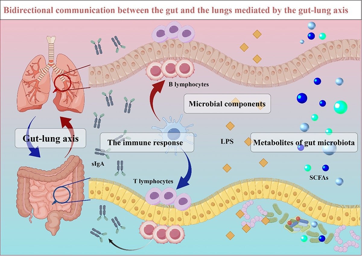그림1. 장-폐 축 (Gut-lung axis) 메커니즘