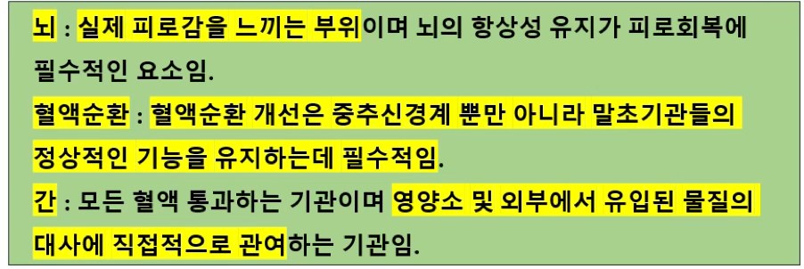 그림3. 뇌, 혈액순환 그리고 간, 피로와 밀접한 관련이 있는 기관과 시스템