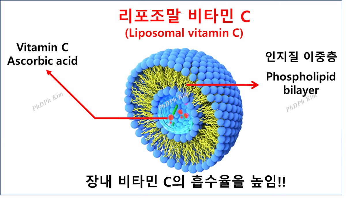그림3. 리포조말 비타민C (흡수율을 높인 제형으로 활성형 (type2)에 포함)
