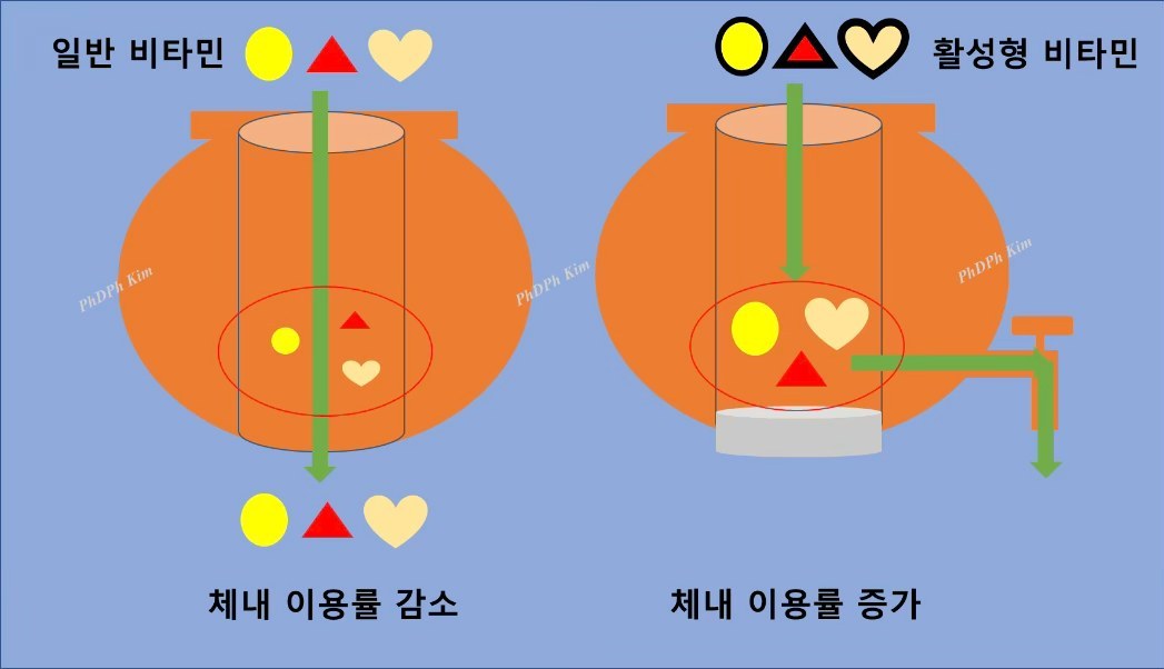 그림1. 일반 비타민과 활성형 비타민 : 일반 비타민은 흡수 후 바로 빠져나가고 체내 이용률을 높인 활성형 비타민은 각 성분의 역할을 수행할 시간을 확보할 수 있다.