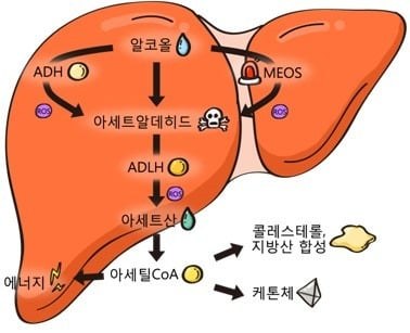간에서 알코올이 아세트알데히드와 아세트산으로 대사되는 경로