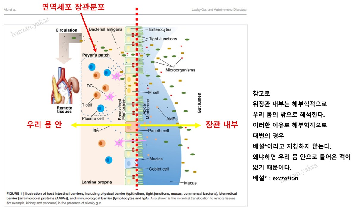 장 점막 아래 면역세포 분포를 나타낸 장관 면역 구조 그림