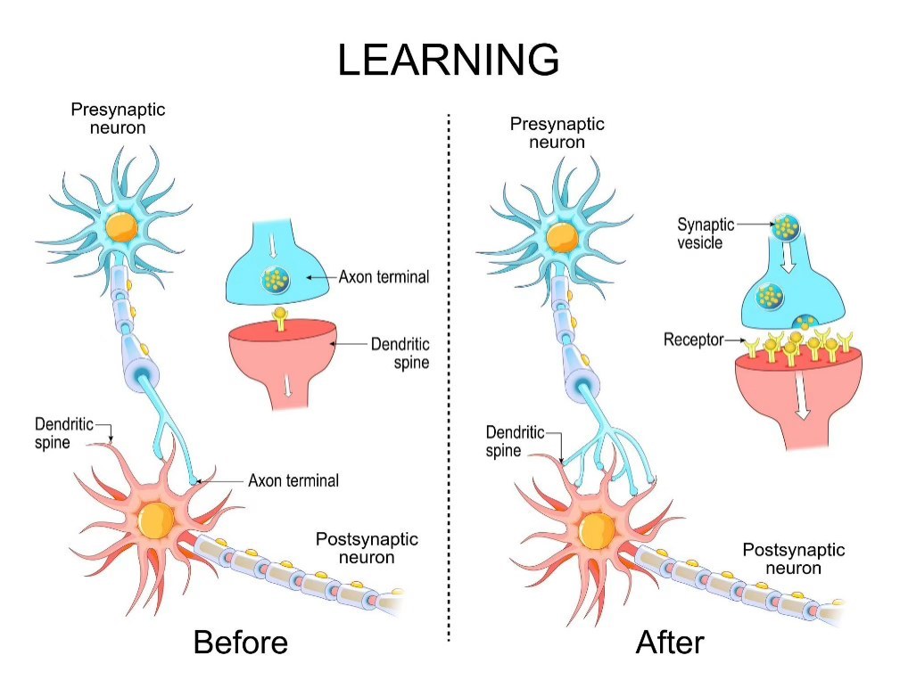 그림2. 신경가소성(Neuroplasticity): 시냅스(신경세포 연결)의 강화와 새로운 연결