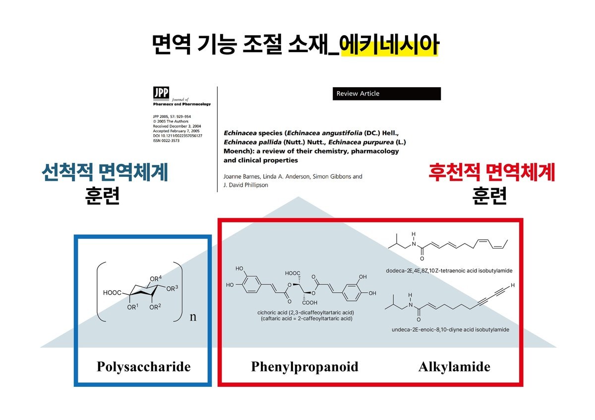 ‘면역 기능 조절 소재_에키나시아’ 제목 아래 에키나시아 리뷰 논문과 함께 Polysaccharide는 선천적 면역체계 훈련, Phenylpropanoid·Alkylamide는 후천적 면역체계 훈련으로 나눈 도식