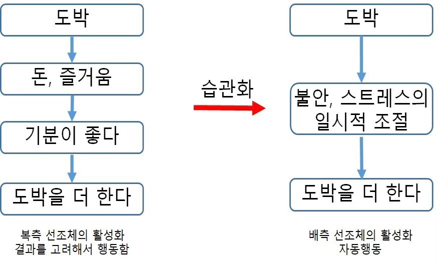 Fig. 3. 도박을 예시로 한 도파민 회로의 이동