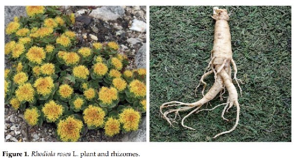 노란 꽃이 핀 홍경천 식물과 캐낸 뿌리 사진(Figure 1. Rhodiola rosea L. plant and rhizomes.)