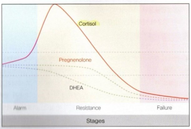 Alarm, Resistance, Failure 단계에 따른 Cortisol, Pregnenolone, DHEA 수치 변화를 나타낸 그래프