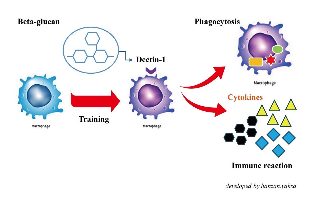 Beta-glucan이 Dectin-1을 통해 대식세포(Macrophage)를 훈련시켜 Phagocytosis와 Cytokines에 의한 Immune reaction으로 이어지는 과정을 나타낸 도식
