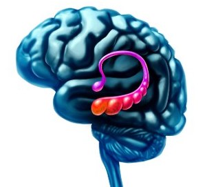 Erickson KI et al. Exercise training increases size of hippocampus and improves memory. PNAS. 2011