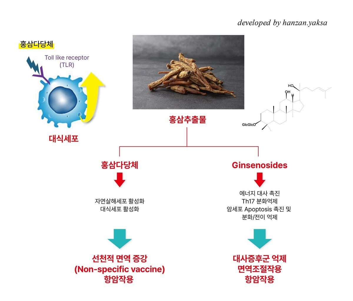 홍삼추출물의 홍삼다당체가 대식세포를 활성화해 선천적 면역 증강·항암작용을, Ginsenosides가 대사증후군 억제·면역조절작용·항암작용을 한다는 내용의 도식