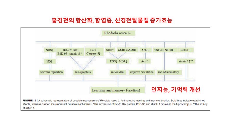 홍경천의 항산화, 항염증, 신경전달물질 증가효능이 인지능, 기억력 개선으로 이어지는 기전을 나타낸 논문 도식(FIGURE 12)