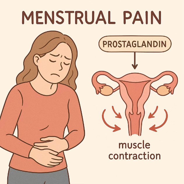 MENSTRUAL PAIN 문구와 함께 배를 감싼 여성, PROSTAGLANDIN이 자궁 근육 수축(muscle contraction)을 일으키는 모습을 그린 일러스트
