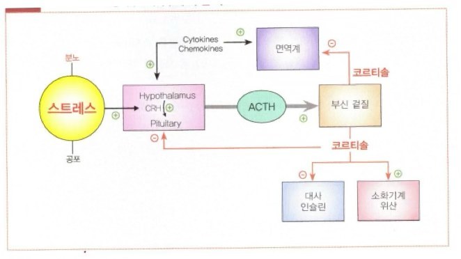 스트레스가 Hypothalamus·Pituitary, ACTH를 거쳐 부신 겉질의 코르티솔 분비로 이어지고 코르티솔이 면역계, 대사 인슐린, 소화기계 위산에 작용하는 관계를 나타낸 도식