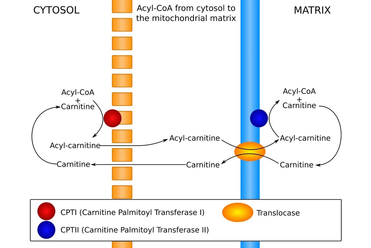 Acyl-CoA가 카르니틴과 결합해 CPT I·Translocase·CPT II를 거쳐 세포질(CYTOSOL)에서 미토콘드리아 기질(MATRIX)로 운반되는 과정을 그린 도식