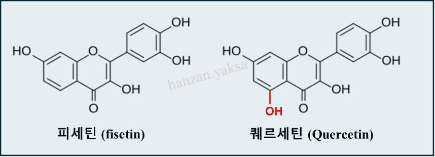 피세틴(fisetin)과 퀘르세틴(Quercetin)의 화학구조 비교