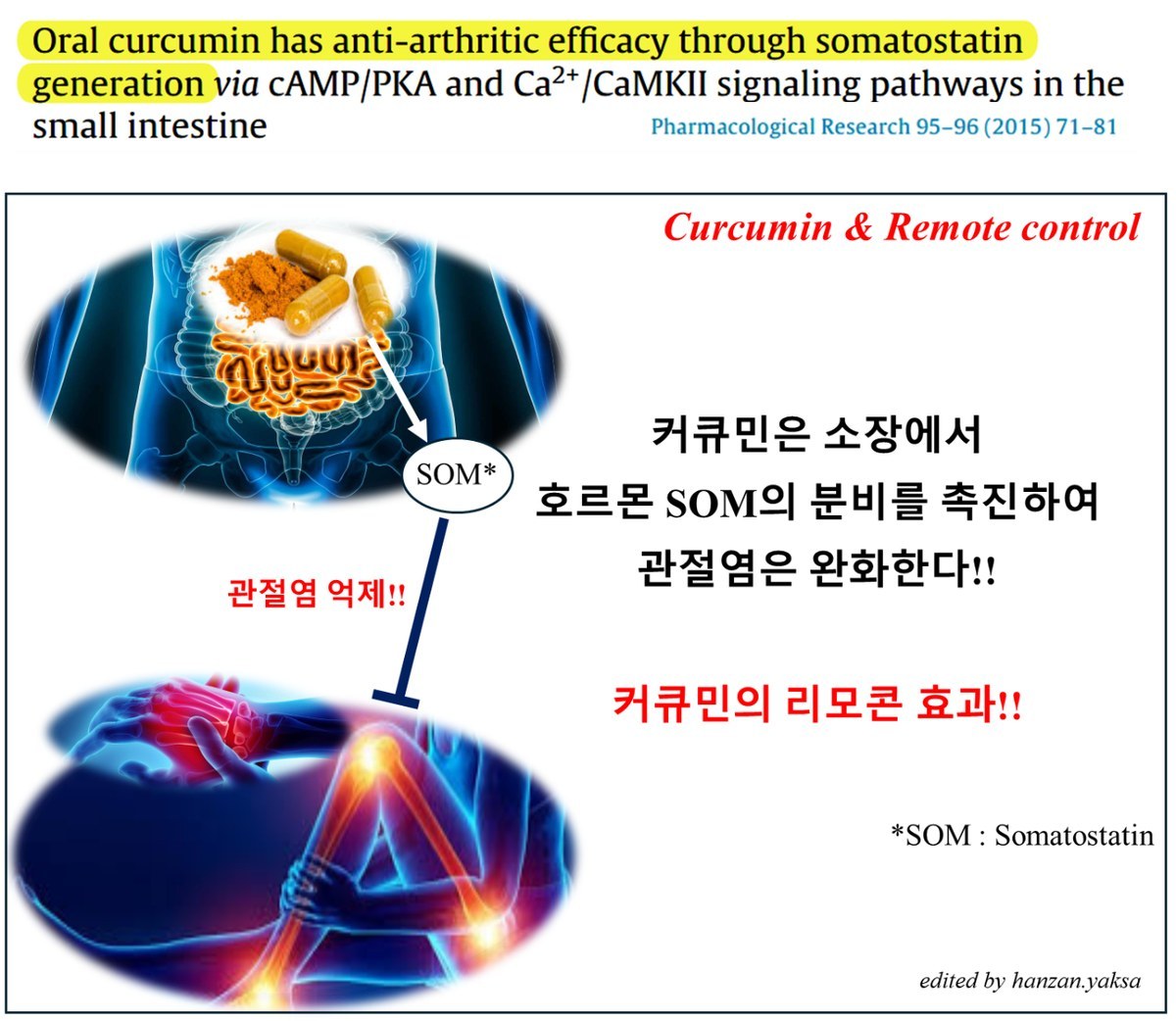 'Oral curcumin has anti-arthritic efficacy through somatostatin generation' 논문 제목(Pharmacological Research 2015)과, 커큐민이 소장에서 호르몬 SOM의 분비를 촉진해 관절염을 완화한다는 '커큐민의 리모콘 효과' 도식