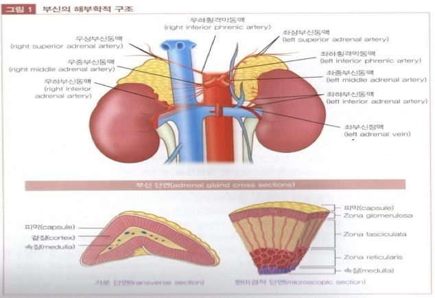 그림 1 부신의 해부학적 구조와 부신 단면(피막, 겉질, 속질, Zona glomerulosa, Zona fasciculata, Zona reticularis)을 나타낸 그림