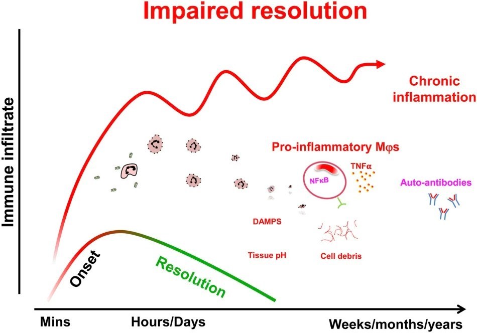 [그림 출처] 논문 : The translation potential of harnessing the resolution of inflammation