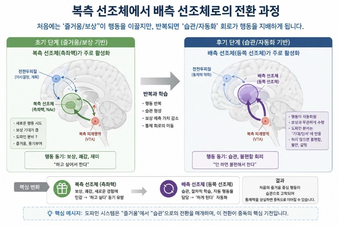 Fig. 2. 복측 선조체에서 배측 선조체로의 전환 과정