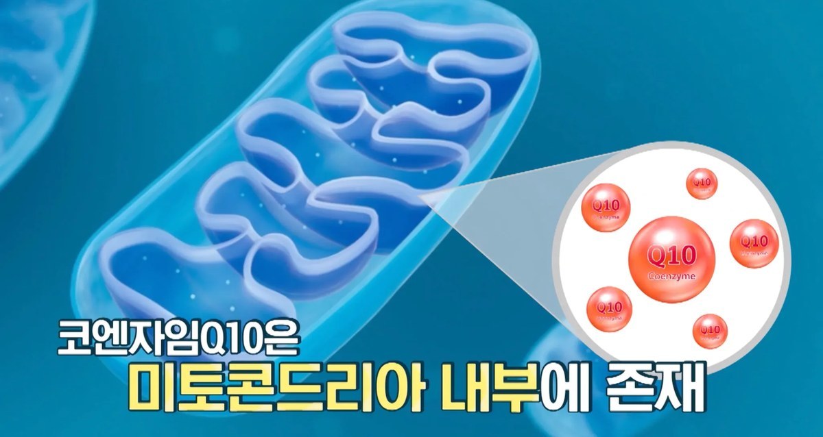 '코엔자임Q10은 미토콘드리아 내부에 존재' 문구가 적힌 미토콘드리아 일러스트