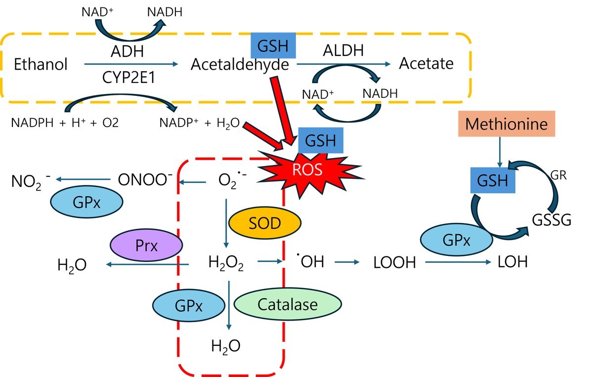 Ethanol이 ADH·CYP2E1과 ALDH를 거쳐 Acetaldehyde, Acetate로 대사되는 과정과, 이때 생기는 ROS를 SOD·Catalase·GPx·Prx와 GSH가 처리하는 항산화 효소 경로 도식