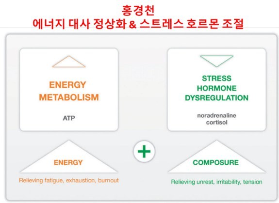 홍경천 에너지 대사 정상화 & 스트레스 호르몬 조절을 ENERGY METABOLISM과 STRESS HORMONE DYSREGULATION으로 나타낸 도식