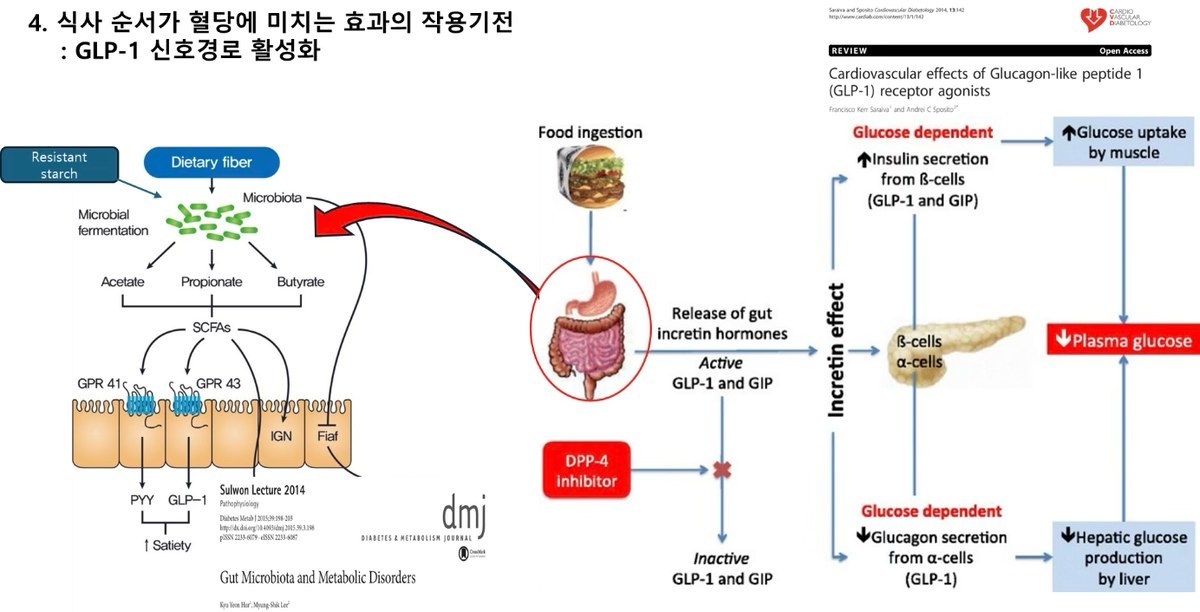 '4. 식사 순서가 혈당에 미치는 효과의 작용기전 : GLP-1 신호경로 활성화' — 식이섬유·장내 미생물·SCFA에서 GLP-1로 이어지는 경로와 장 인크레틴 호르몬이 인슐린 분비·혈당 저하로 이어지는 경로를 그린 도식