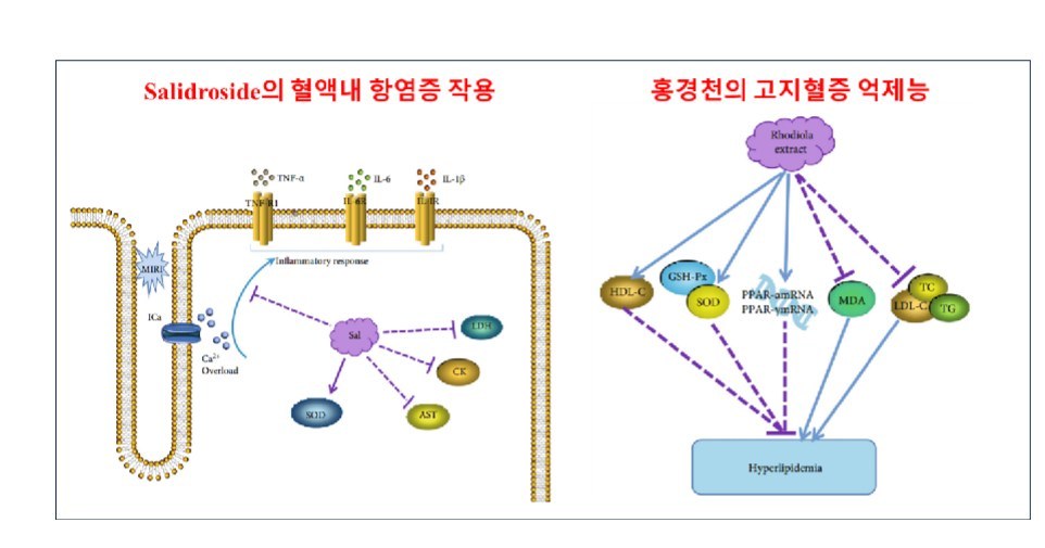 Salidroside의 혈액내 항염증 작용과 홍경천의 고지혈증 억제능을 나타낸 논문 도식